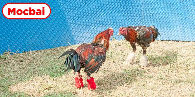 Chiến kê thi đấu quả cảm trên sới gà danh tiếng