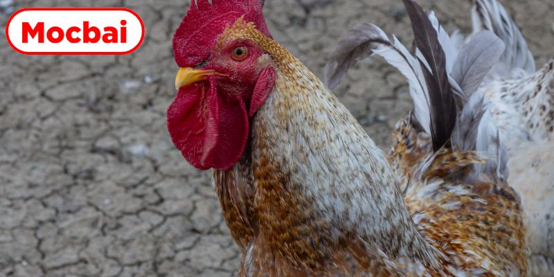 Điểm mạnh tạo nên sức hút của sảnh đá gà