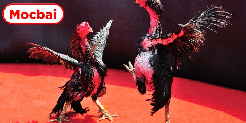 Hướng dẫn tham gia trải nghiệm cá cược thông minh