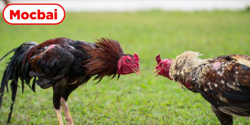 Khám phá đặc trưng nổi bật của bộ môn đá gà cựa dao