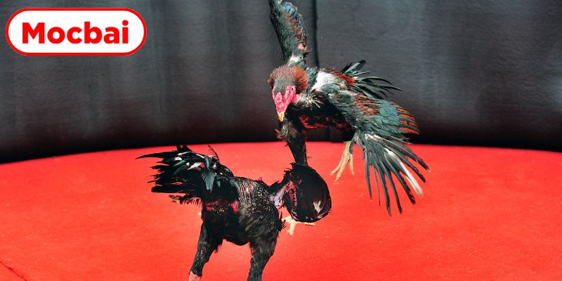 Kinh nghiệm chinh phục những trận đấu gà đỉnh cao