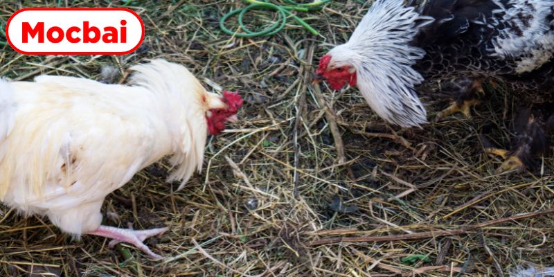 Kinh nghiệm dự đoán kết quả kê chiến chuẩn xác