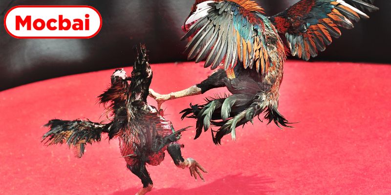 Quy trình tham gia đặt cược an tâm cho người mới