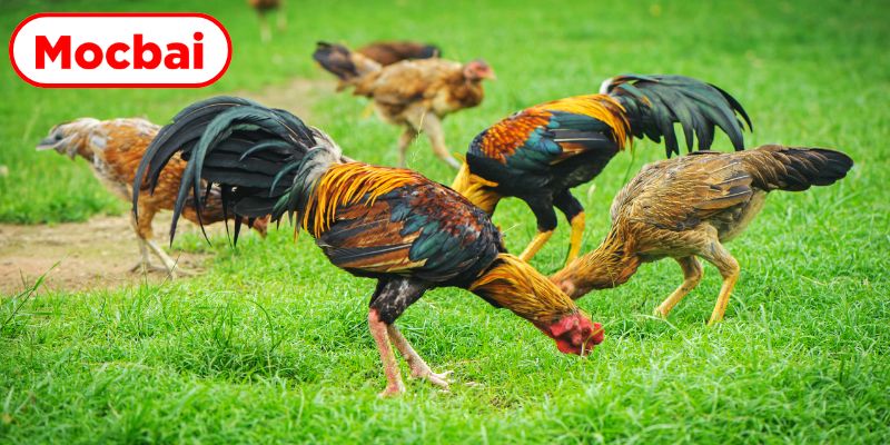 Tìm hiểu luật lệ thi đấu và phân loại gà đá