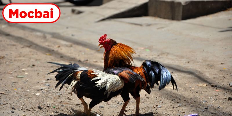 Tìm hiểu nét đặc trưng tại tụ điểm chọi kê