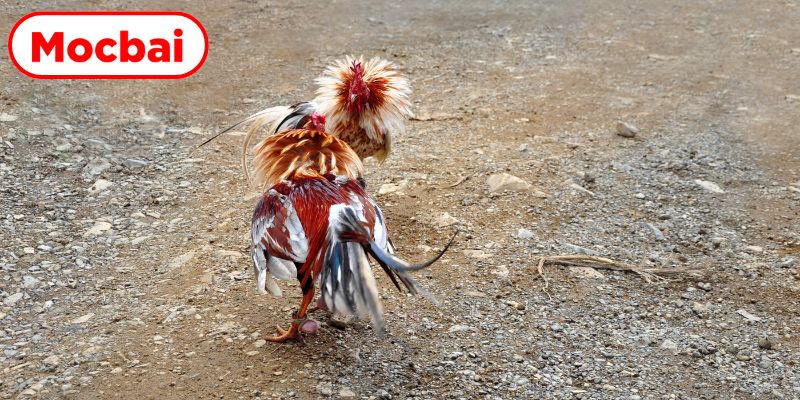 Vẻ đẹp kịch tính của các trận đá gà C1